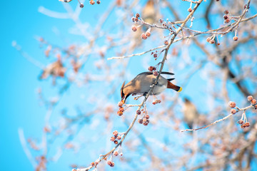 a wild woodland bird the Pipit has opened its mouth and is eating a winter berry on a tree against the blue sky