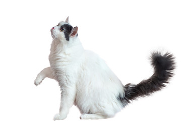 a white longhair cat raised its paw against a white background
