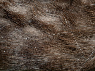 bad hair of a Siamese cat with dandruff close up - obrazy, fototapety, plakaty