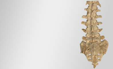 L 2 L-S spine 3D rendering image top