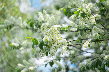 Blooming bird cherry branch against the blue sky