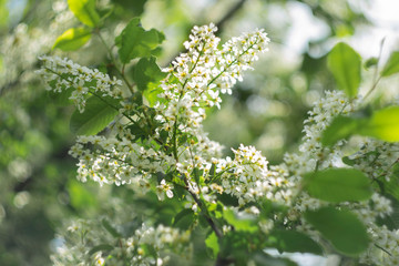 Blooming bird cherry branch on a natural blurred background