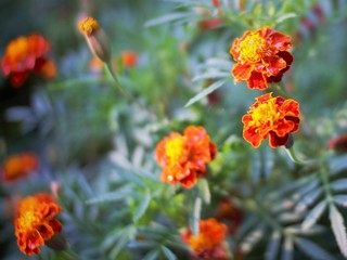 tagetes patula or French marigolds flowers in the garden. This flower is a species of flowering plant in the daisy family, originating from Mexico and Guatemala. selected focus
