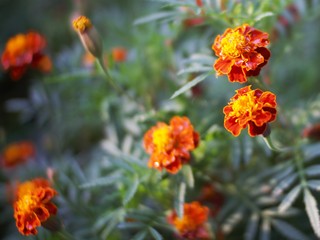 tagetes patula or French marigolds flowers in the garden. This flower is a species of flowering plant in the daisy family, originating from Mexico and Guatemala. 