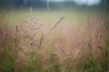 Wild flower. Little flowers on a green meadow.