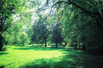 Fototapeta premium Bright spring greens at dawn in the forest. Nature comes to life in early spring.