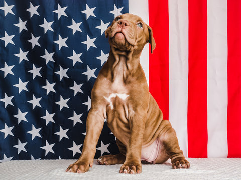 Adorable, charming puppy of chocolate color and American Flag. Close-up. No people. Studio photo, white color. Concept of care, education, obedience training and raising pets