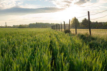 Obraz premium wheat field with fence in the morning
