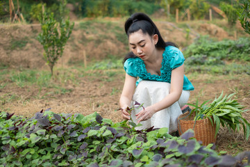 Beautiful young gardener Asia woman with a basket with harvested freshly spinach vegetables in gardens, Women in her vegetable garden, Red amaranth vegetable The scientific name: Amaranthus tricolor
