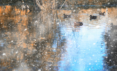 Autumn park in the first snow