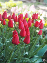 Fototapeta premium Spring flower background.A fragment of the garden. Red tulips in the garden.