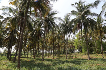 coconut farm  