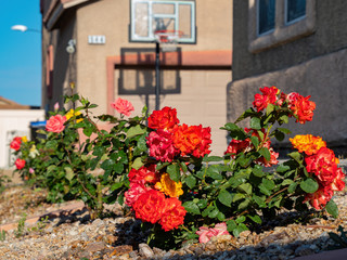 Fototapeta na wymiar Close up shot of beautiful rose blossom in a front yard