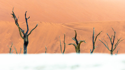 Landscape view of Dead Camelthorn Trees against red dunes in Deadvlei, Sossusvlei. Namib-Naukluft National Park, Namibia, Africa