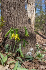 Close up view of delicate yellow bellwort wildflowers (uvularia grandiflora) blooming in their native woodland habitat