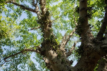 Trees in the garden of Thailand