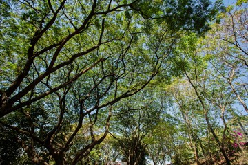 Obraz premium Trees in the garden of Thailand