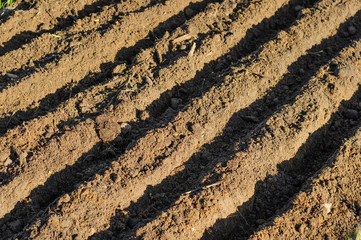 Deepenings in the ground in the form of parallel trenches for planting plants on the bed.