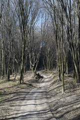 Dirt road in a leafless forest