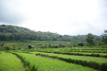 Fototapeta na wymiar rice fields bali landscape view
