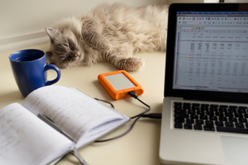Cute pretty fluffy adult female lynx point ragdoll cat laying on a home office desk  behind a laptop computer, portable hard drive, notebook and coffee cup.