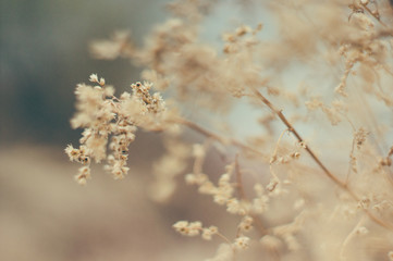 Tender Spring dry grass Macro