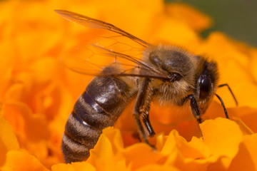 close up of bee gathering pollen on marigold flower