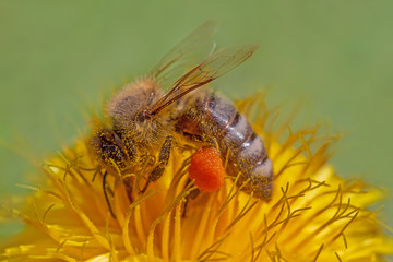 close up of bee gathering pollen on dandelion flower