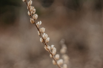 Tender Spring dry grass Macro