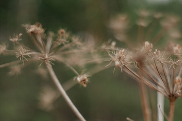 Tender Spring dry grass Macro
