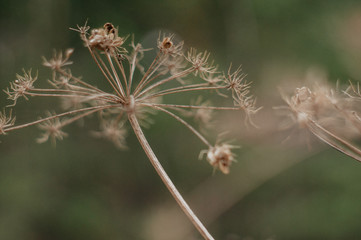 Tender Spring dry grass Macro