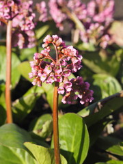 Primrose Badan, Bergenia or elephant-eared saxifrage, elephant's ears in early spring close-up, native to central Asia