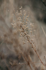 Tender Spring dry grass Macro