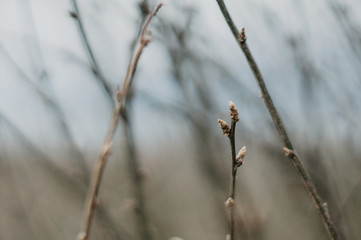 Macro Branch