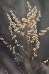 Tender Spring dry grass Macro