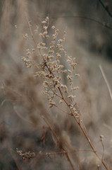 Tender Spring dry grass Macro