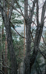 forest in the morning