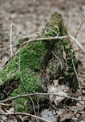 moss covered with moss