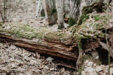 tree stump with moss