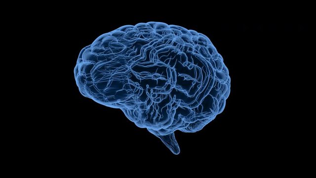 3d rendering x-ray human brain on black background 4k animation