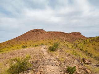 Wild flower blossom in the Las Vegas Wash trail