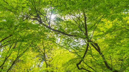 Fototapeta premium 新緑からの木漏れ日