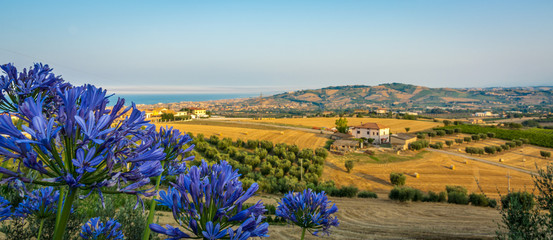 rural landscape in the Marche region in Italy near Fermo. Summer landscape