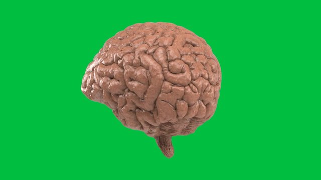 3d rendering human brain on green screen 4k animation