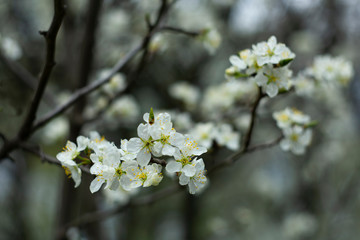 Cherry flower on a natural background