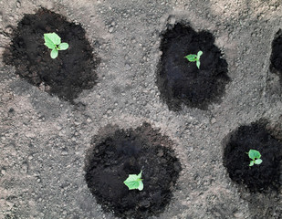 Young cucumber plants.
