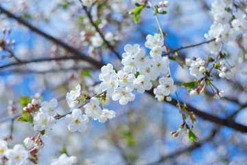 Cherry flower on a natural background