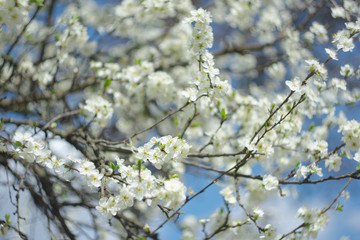 Cherry flower on a natural background