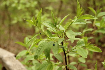 The leaves of the bird cherry tree with beautiful bugs