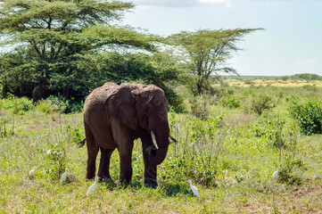 An old elephant in the savannah